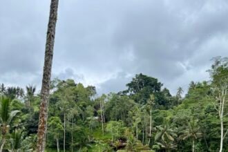 Woman sitting and admiring rice terraces in Ubud Bali surrounded by tropical forest