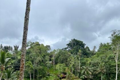 Woman sitting and admiring rice terraces in Ubud Bali surrounded by tropical forest